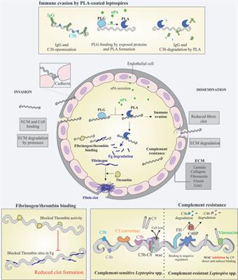 A Review on Host-Leptospira Interactions: What We Know and Future Expectations